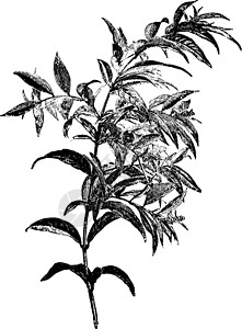 历史插图花处白色灌木绘画幸运儿雕刻艺术黑色植物插画