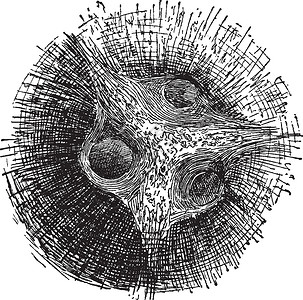 Coconut古董插图的结尾插画