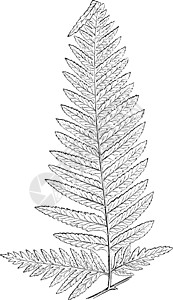 古代插图蕨类艺术黑色绘画白色生长叶状体雕刻背景图片