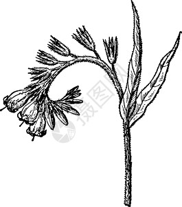 常见植物素材常见的紫草复古插画插画