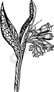 紫草复古插画铁皮黑色园艺白色绘画艺术肥料合欢雕刻草本植物插画