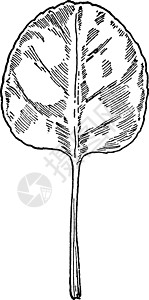 鹿蹄草金莲叶植物圆形茎复古插画高清图片