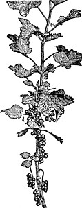 红醋栗复古插画艺术水果邮票白色雕刻树叶绘画黑色插图背景图片