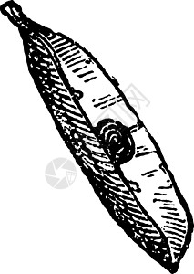 豌豆荚复古插画插图种子黑色艺术圆形纤维雕刻白色绘画背景图片