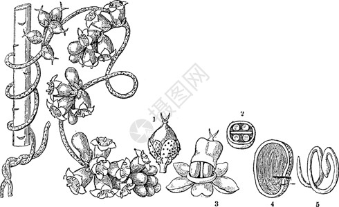 菟丝子复古插画水果绘画艺术雕刻花萼白色种子插图胚胎黑色背景图片