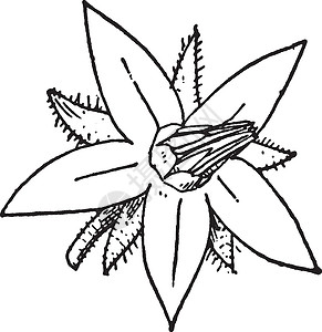 琉璃苣复古插画白色植物黑色雕刻绘画艺术插图花瓣粉色高清图片