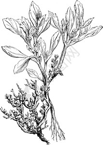 锡蒂娜花复古插画插图雕刻白色植物黑色玫瑰绘画艺术插画