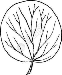 紫外 Leaf 形状古代插图背景图片