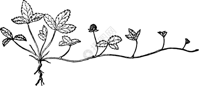 籼稻模拟草莓复古插画艺术浆果草本白色黑色雕刻种子花朵绘画花瓣插画