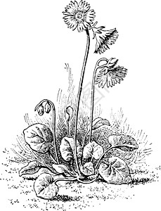 莫尔比利复古插画艺术绘画黑色植物树叶雕刻插图白色插画