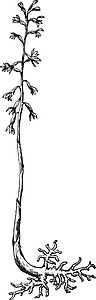 吐尔根杏花谷树枝 花朵 珊瑚罗尔希扎 多氟化物 珊瑚 根年种i插画