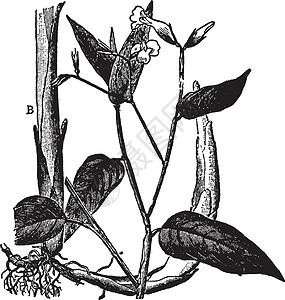 竹芋复古插画艺术栖息地白色雕刻黑色雨林树叶植物插图绘画背景图片