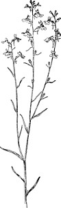 玄参蓝色 蟾蜍 亚麻 Linaria Canadensis Figwort 家庭 Scrophul插画