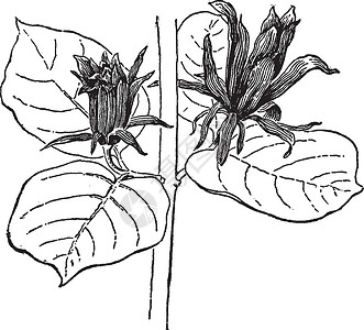 Glaucus 品种的复古插图背景图片