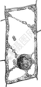植物细胞古代插图白色解剖学雕刻绘画艺术黑色细胞质背景图片