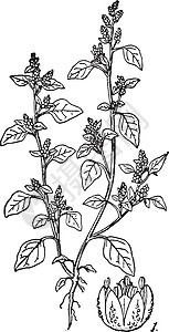 藜复古插画食物黑色白色艺术植物绘画插图雕刻插画