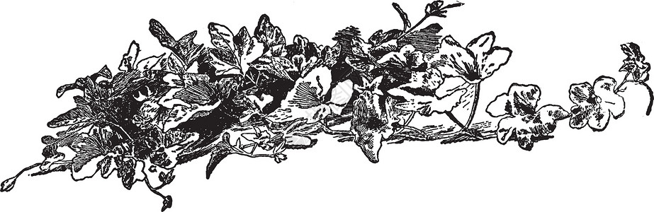 葫芦科南瓜植物古代插图设计图片