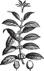 咖啡复古插画种子灌木插图植物绘画黑色白色亚热带雕刻艺术背景图片
