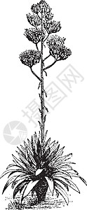 龙舌兰复古插画白色雕刻黑色插图艺术植物绘画背景图片