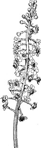 古代插图i鸽子绘画杂草花朵白色黑色艺术植物浆果雕刻背景图片