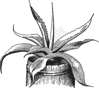 世纪植物古代插图背景图片