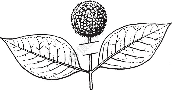 鲜花复古插画植物艺术白色插图植物学黑色雕刻绘画水果背景图片