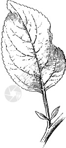 Apple Leaf 年刊插图植物家庭绘画叶子玫瑰仁质水果雕刻艺术黑色背景图片