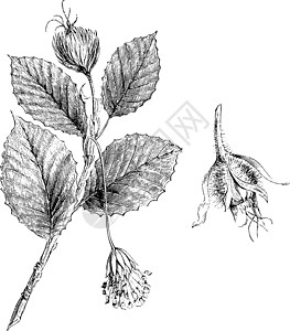 西尔瓦Branchlet Fagus Sylvatica 雄性 雌性 花 常见 Beec插画