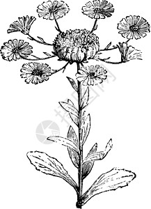 黑色和白色植物金盏花复古插画之花插画