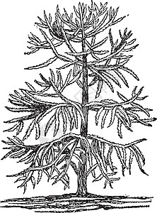 南洋杉 Imbricata 复古插画绘画艺术植物树叶插图针叶树雕刻白色黑色插画