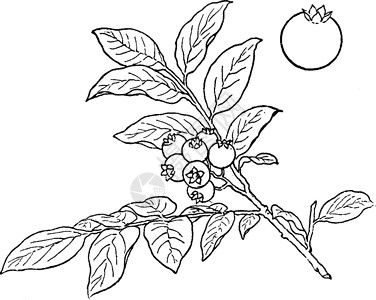 蓝莓 灌木 木质 灌木 木质 植物复古插画背景图片