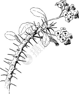 大戟芨芨草复古插图插画