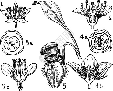 莲科草本植物和古典订单插画