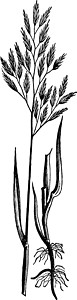 红羊茅草复古插画绘画雕刻种子插图黑色白色艺术树叶背景图片