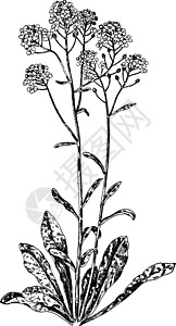 古董插图树叶雕刻黑色簇绒绘画艺术植物白色花蕾高清图片