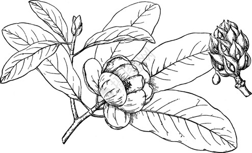 古代插图的分支雕刻黑色艺术白色玉兰树叶花蕾植物绘画高清图片