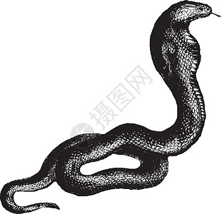 眼镜蛇 古代插图背景图片