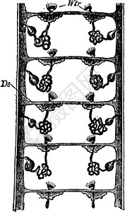 Annelid的 古董插图背景图片