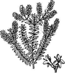 普列西维卡家庭 植物插画