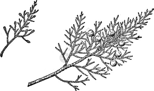 刺柏单种子Juniper历史插图的分支插画