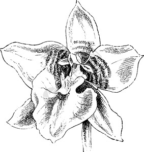 古典插图的花朵黑色树叶拱形绘画白色带子披针形艺术灯泡雕刻背景图片