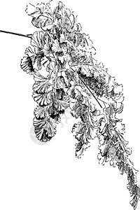 铁线莲复古插画白色传单雕刻弯曲树叶艺术插图绘画黑色背景图片
