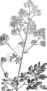 古代插图绘画黑色雕刻植物艺术白色背景图片