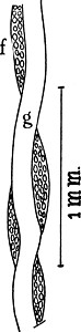 历史插图白色雕刻植物郁金香管子髓质气管黑色射线木头背景图片