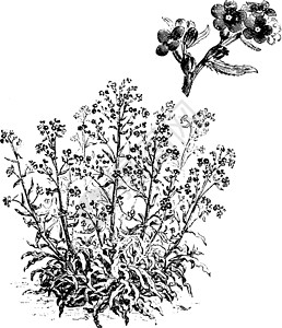 安而无危毛笔字花的古董插图蓝色树叶花朵艺术雕刻绘画黑色白色插画