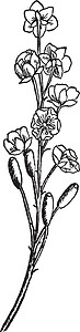 贝莓 花朵 集束 种族 苍白 黄色 双性恋 花瓣插画
