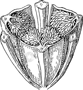 古代插图艺术黑色兰花树叶斑点绿色蜜蜂绘画雕刻白色背景图片