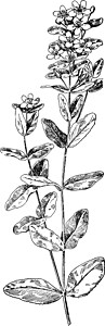 约翰斯的遗迹插图雕刻麦汁黑色绘画白色树叶艺术插画