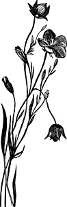 黑色细长素材亚麻 植物 亚麻子 亚麻科 细长 茎 叶 白霜插画