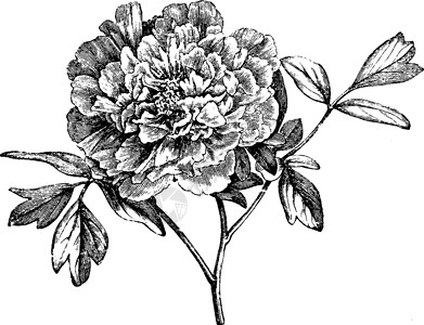 山区小豆古代插图的鲜花处黑色地区雕刻艺术绘画白色植物背景图片